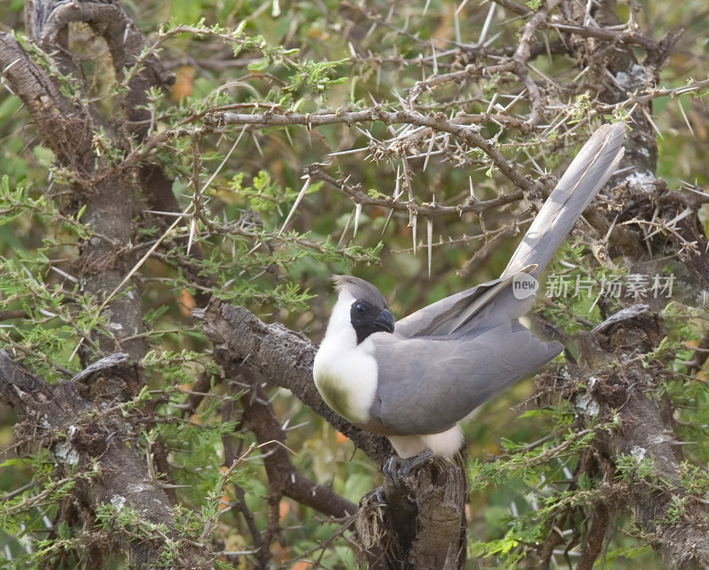 Bare-faced Go-away Bird